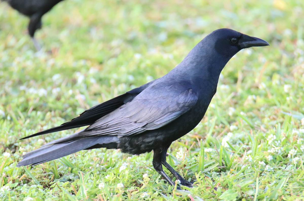 Fish Crow - ML646427304