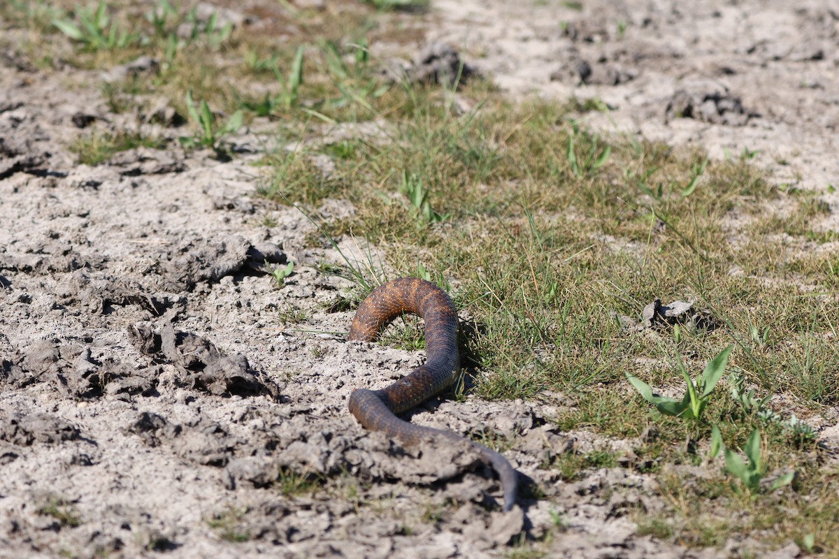 Serpente tigre - ML646427305