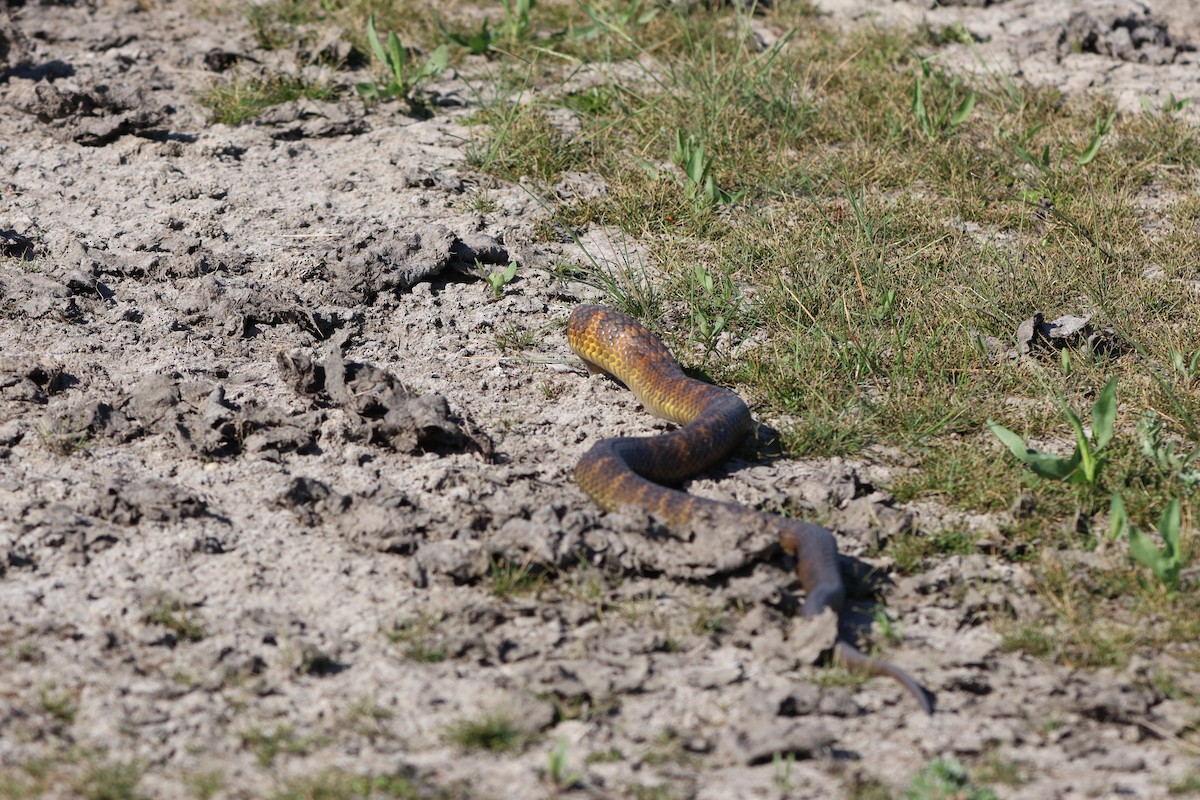 Serpente tigre - ML646427306