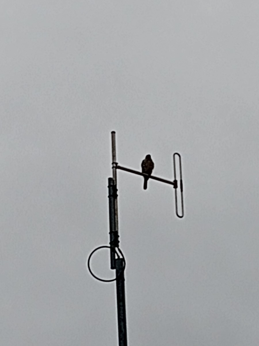 Cooper's Hawk - ML646427307