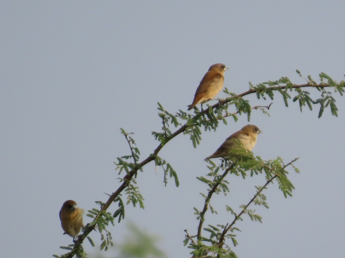 Tricolored Munia - ML646427309
