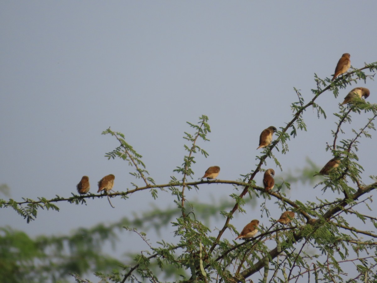 Tricolored Munia - ML646427310