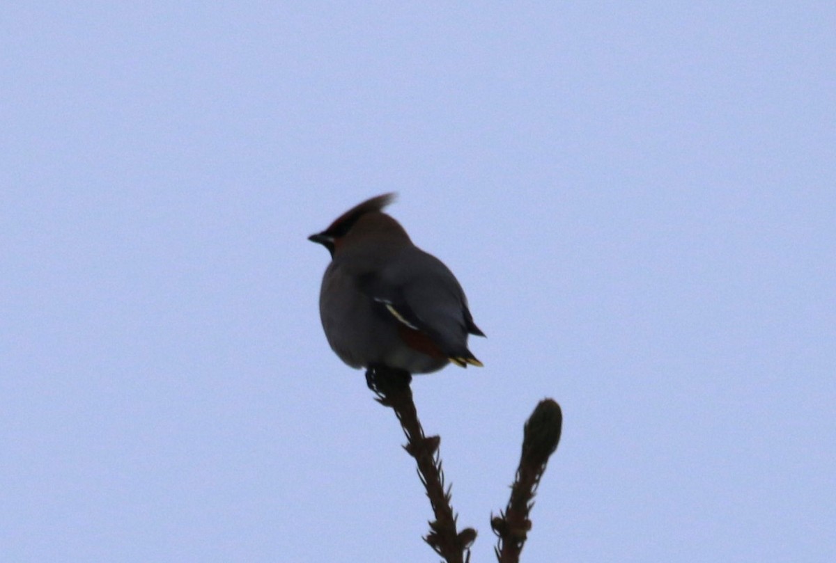 黃連雀 - ML646427311