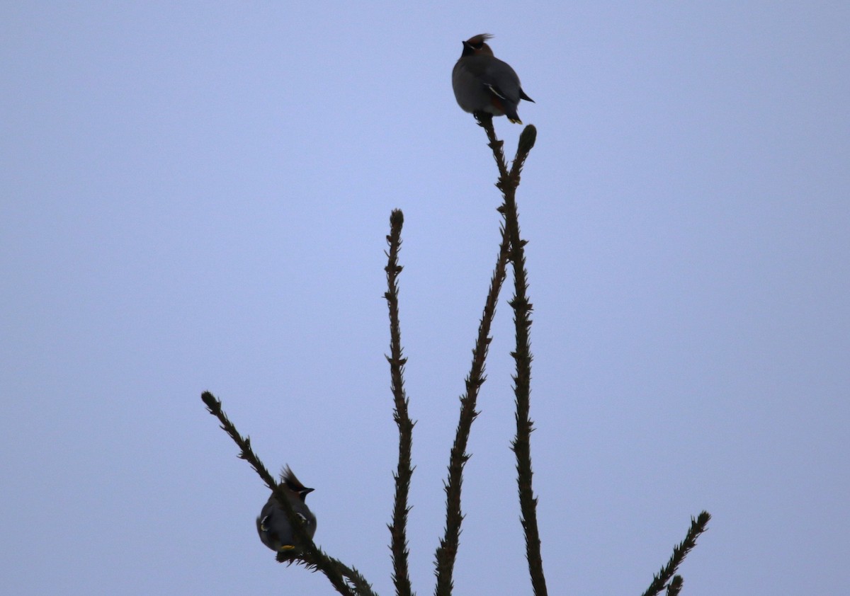 黃連雀 - ML646427312