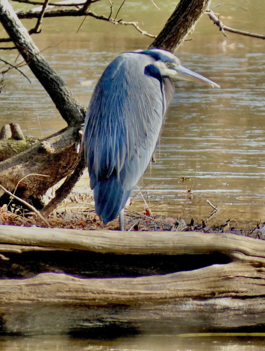 Great Blue Heron - ML646427313