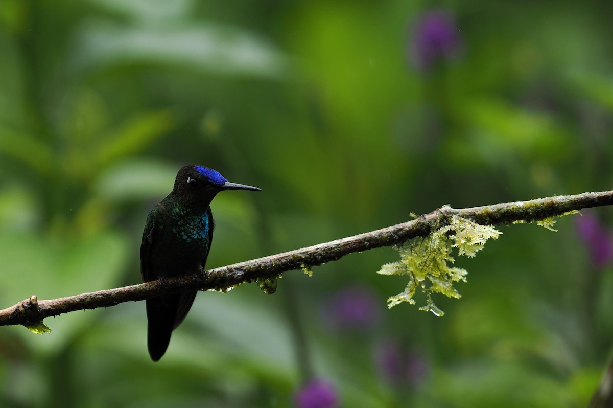Violet-fronted Brilliant - ML646427314