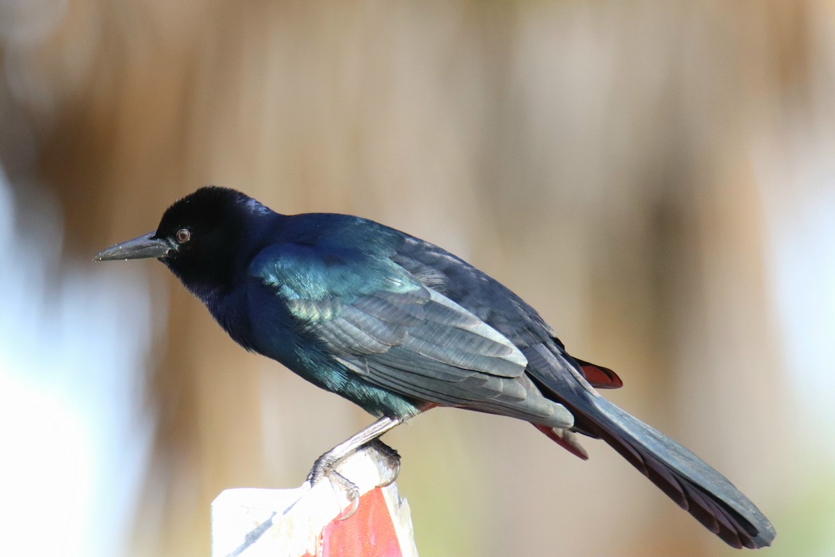 Boat-tailed Grackle - ML646427316