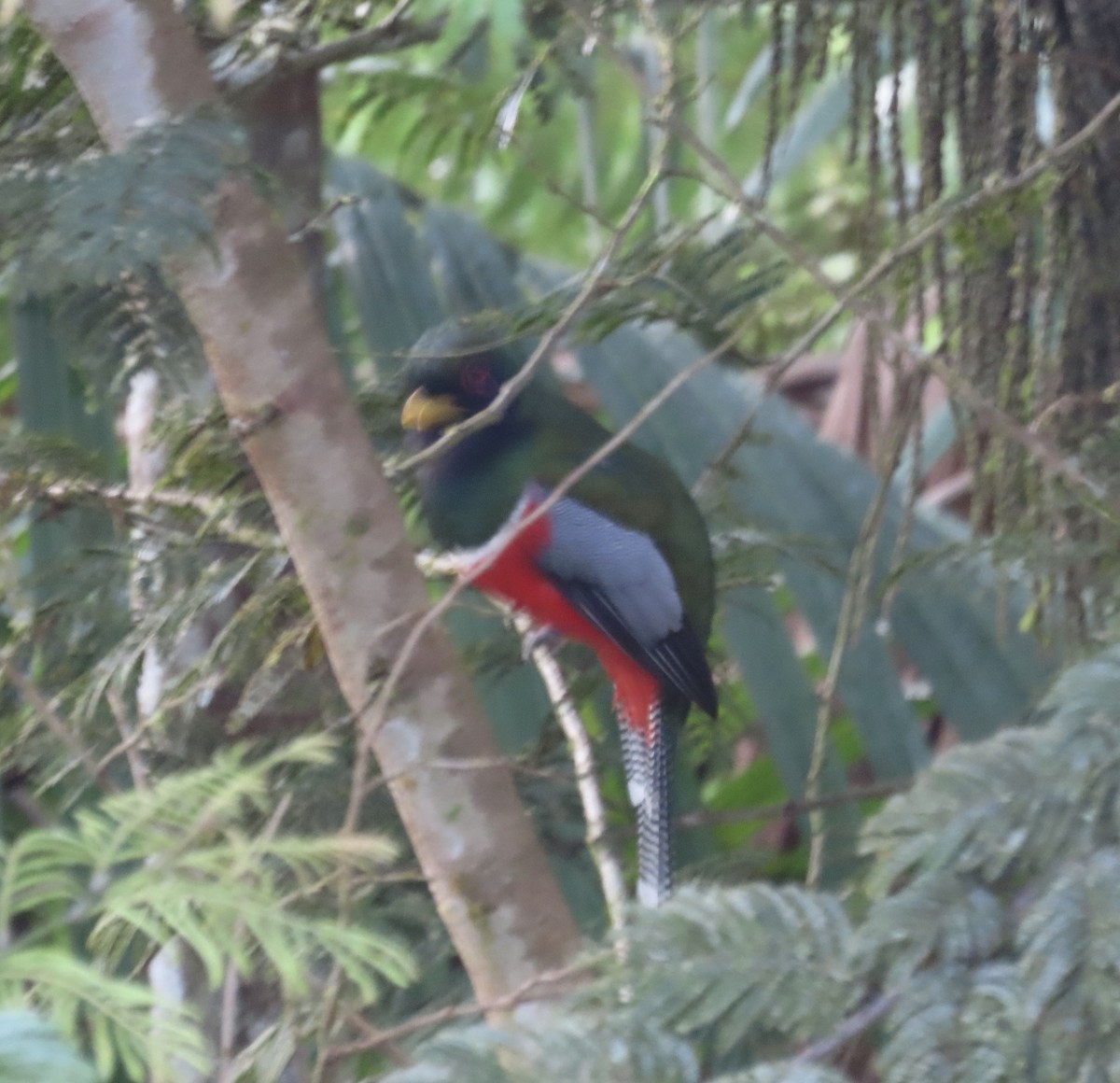 White-tailed Trogon - ML646427317