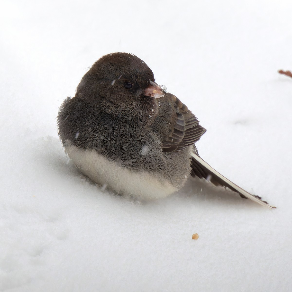 Dark-eyed Junco (Slate-colored) - ML646427318