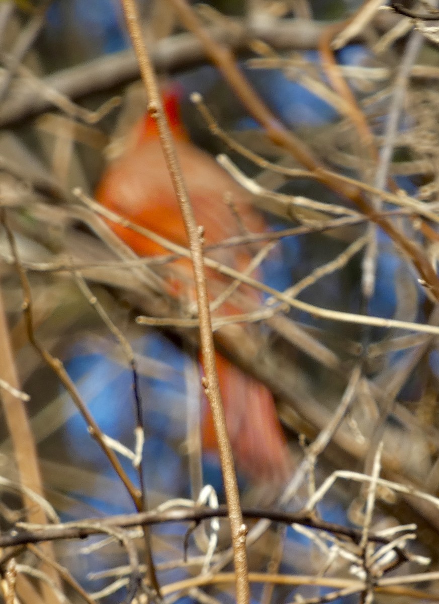 Northern Cardinal - ML646427319