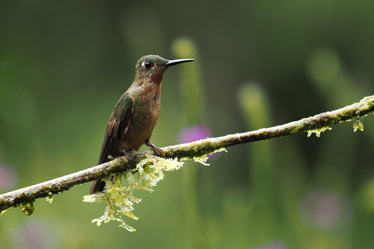 Fawn-breasted Brilliant - ML646427321
