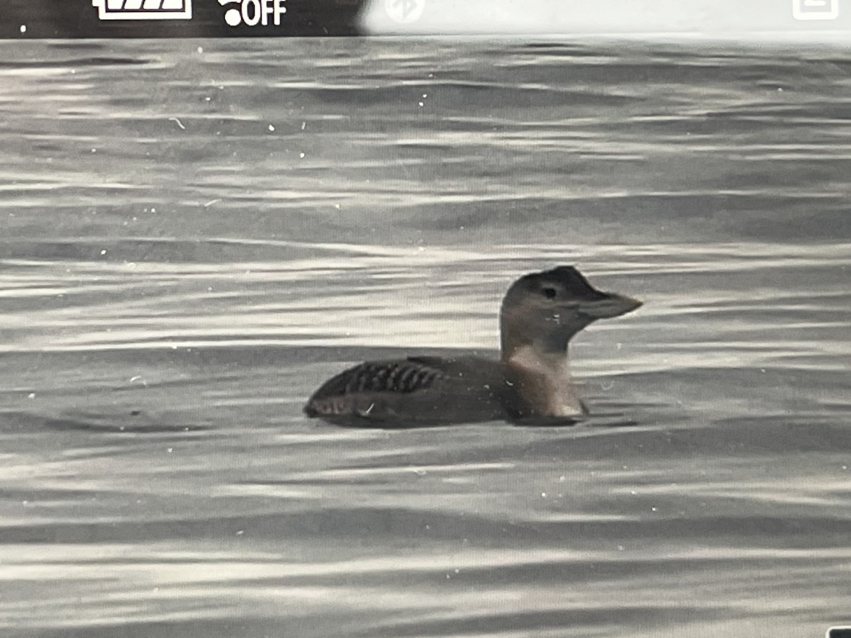 potáplice žlutozobá - ML646427330