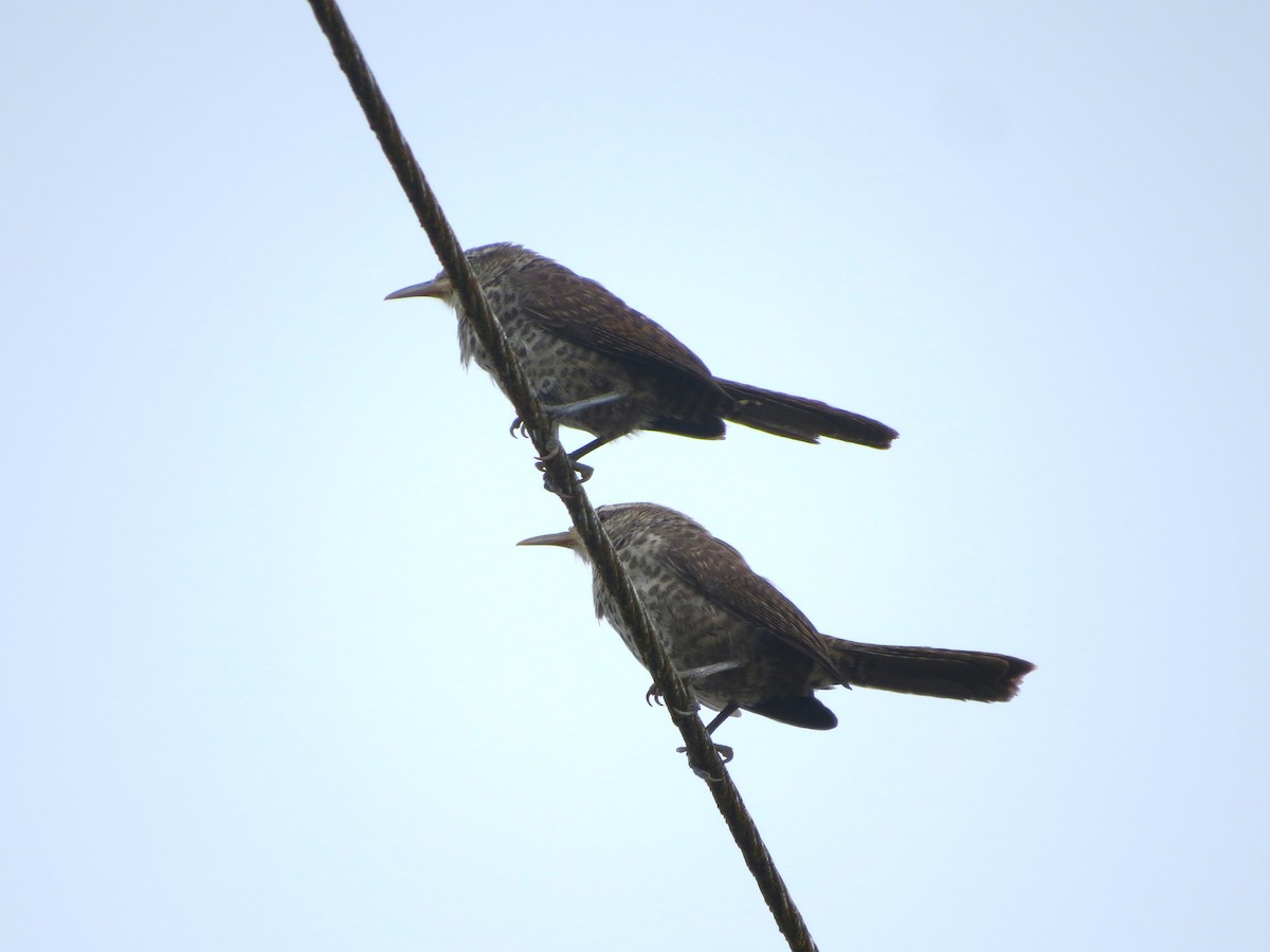 Thrush-like Wren - ML646427332