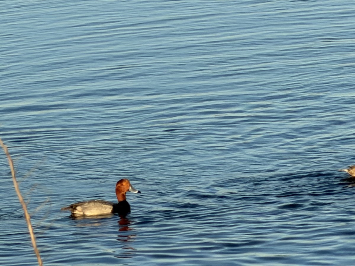 Redhead - ML646427335
