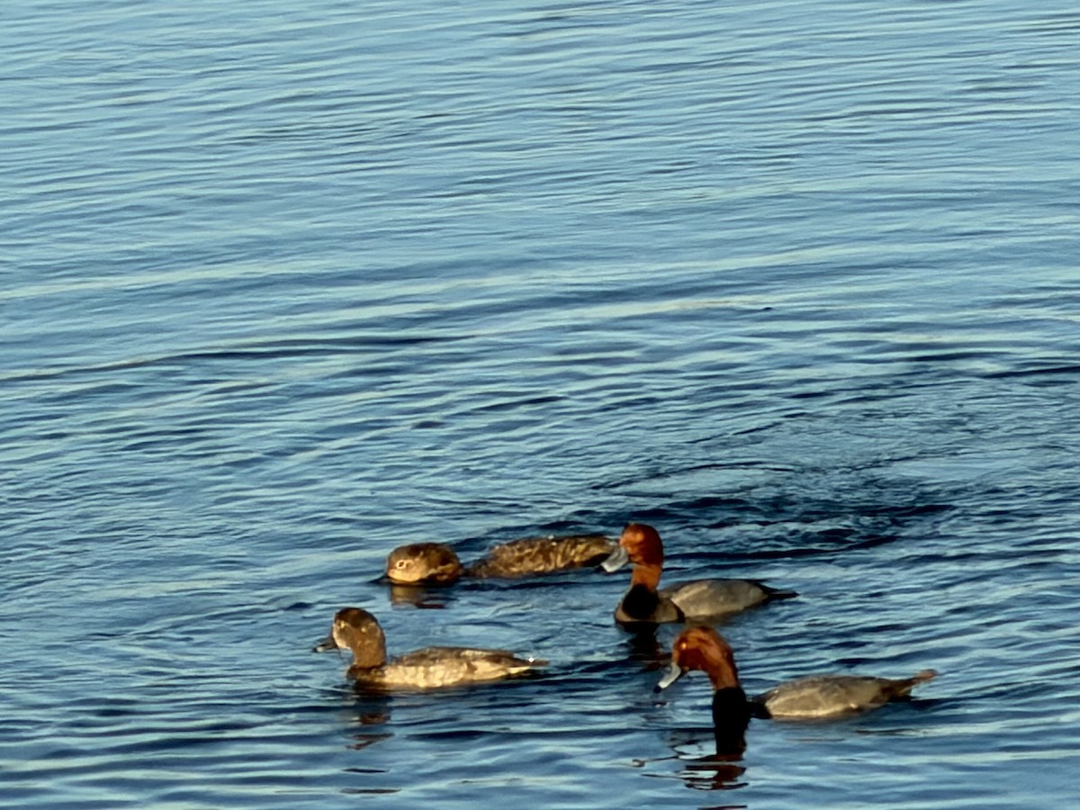 Redhead - ML646427336