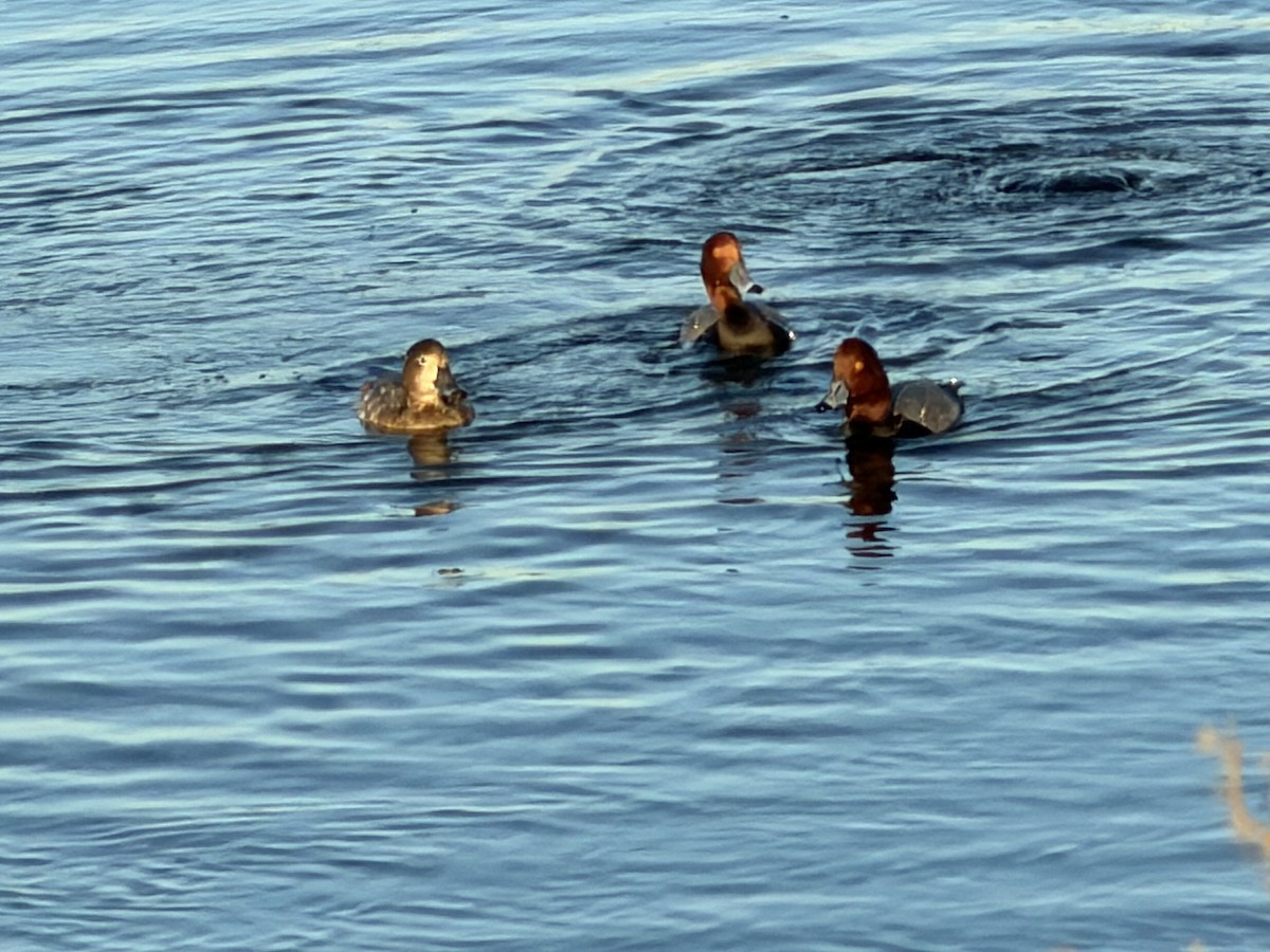 Redhead - ML646427337