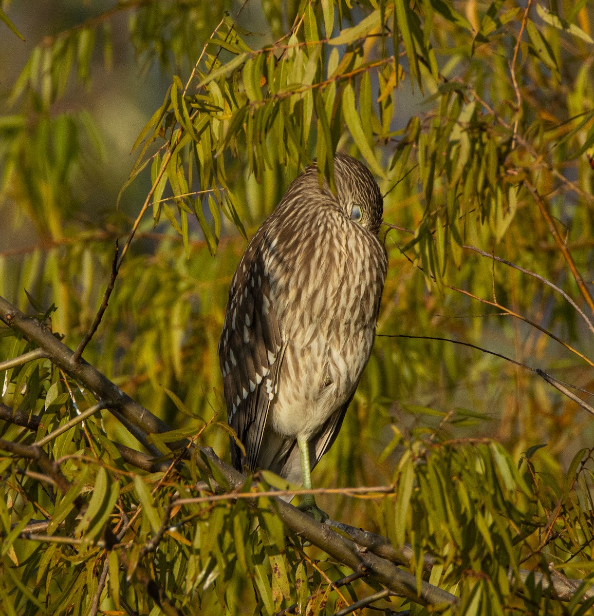 Black-crowned Night Heron - ML646427340