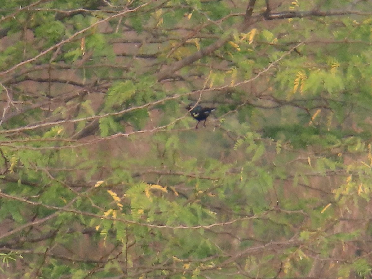 bird sp. - ML646427341