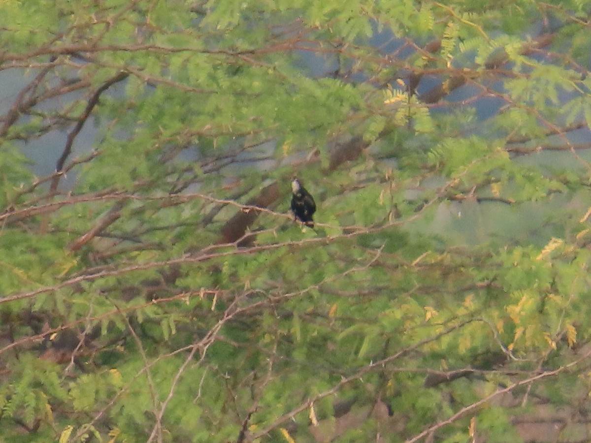 bird sp. - ML646427342