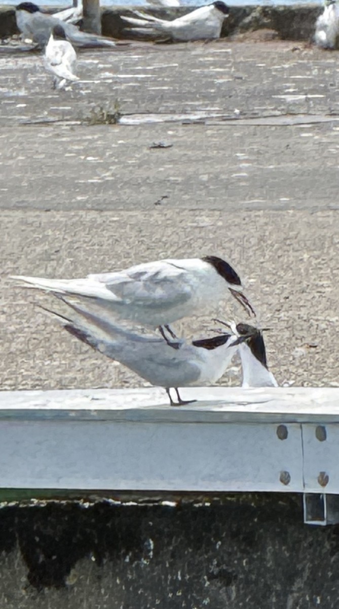 rybák běločelý - ML646427343