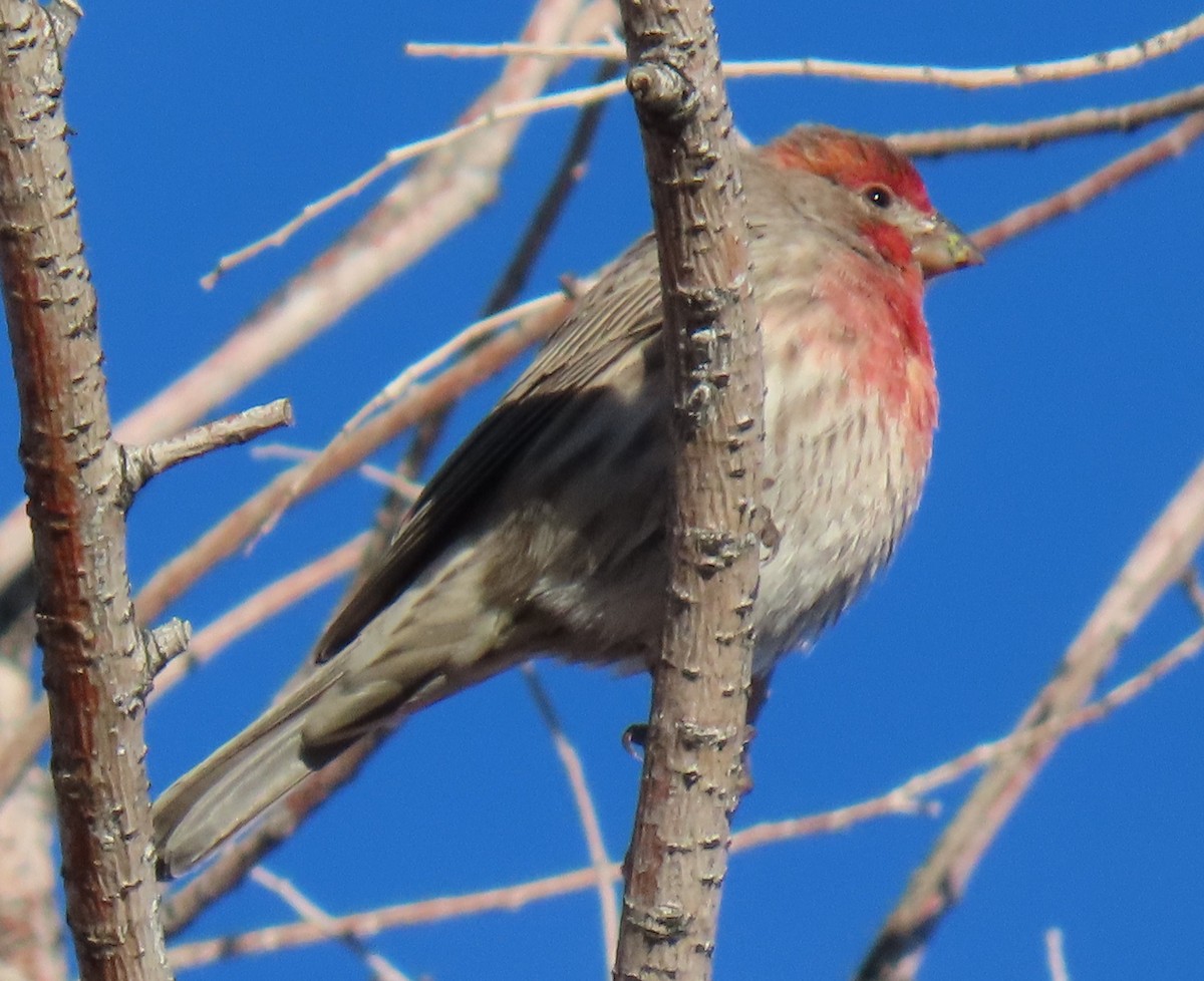 House Finch - ML646427344