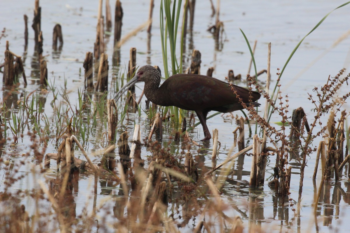 White-faced Ibis - ML646427345