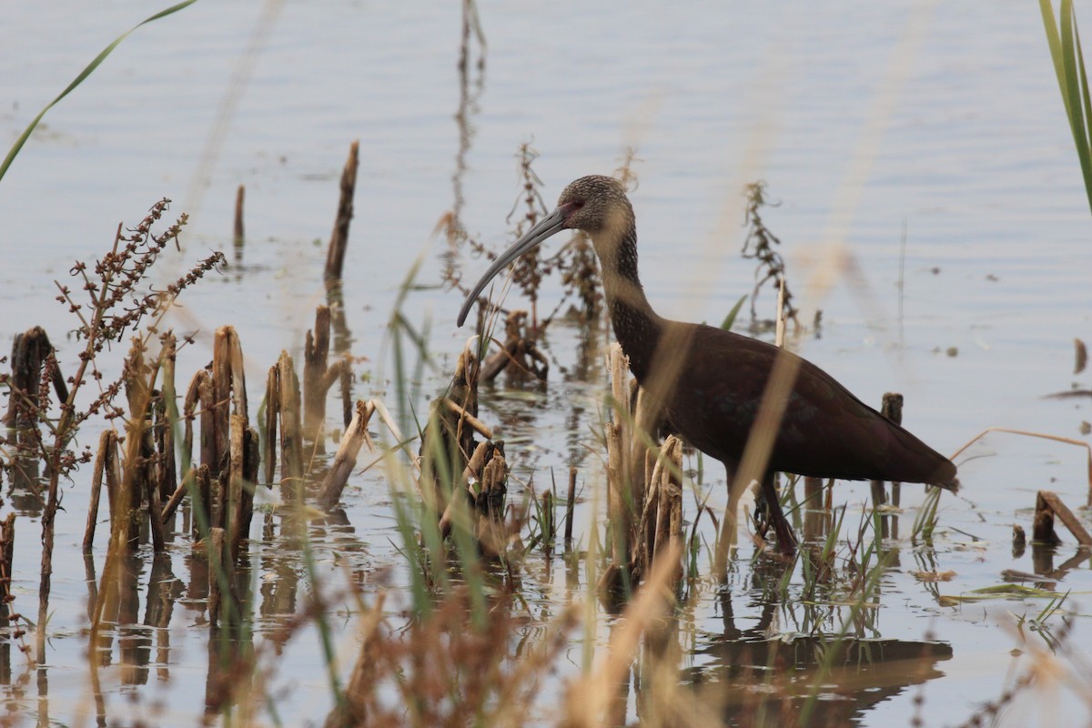 White-faced Ibis - ML646427346