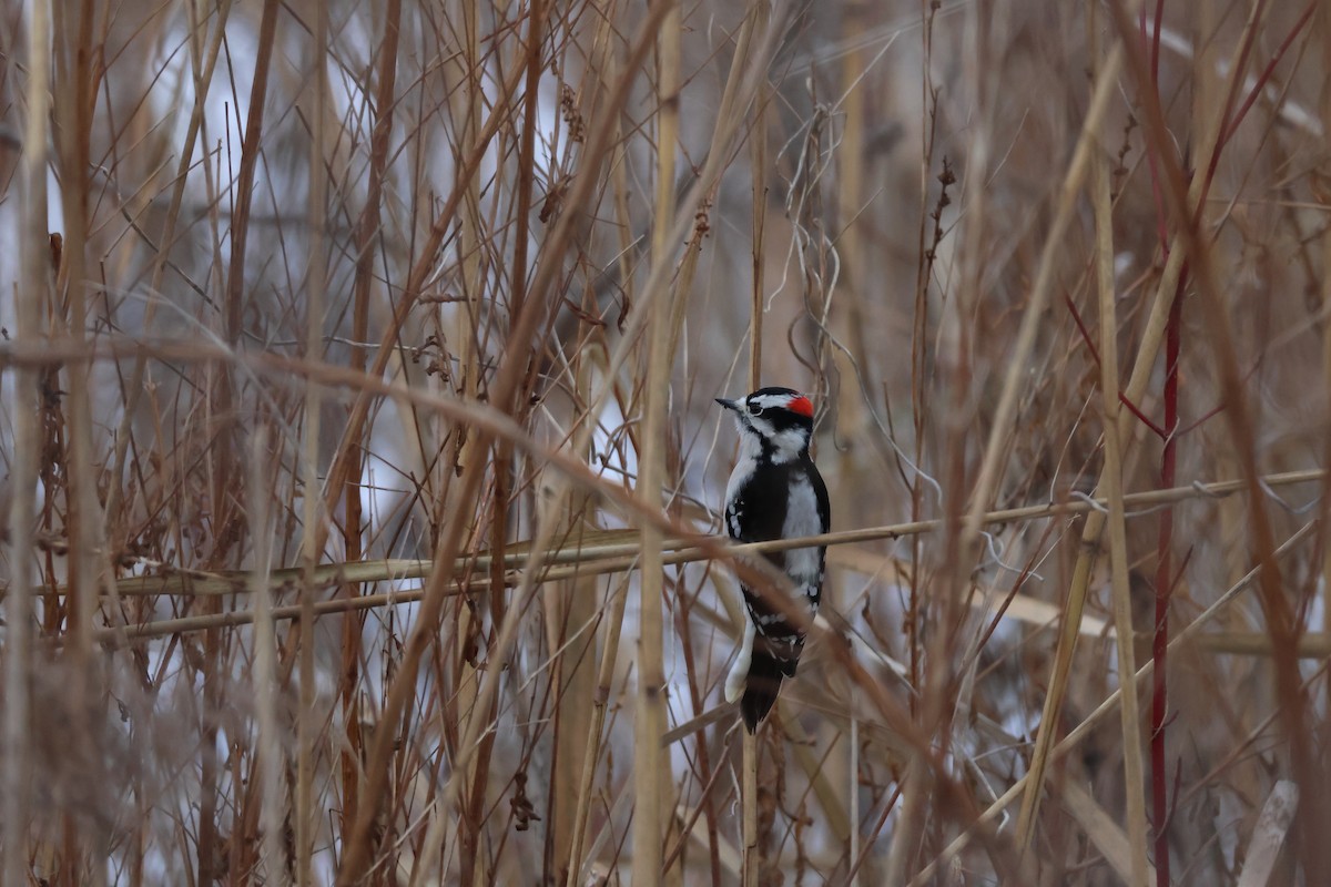 Downy Woodpecker - ML646427347
