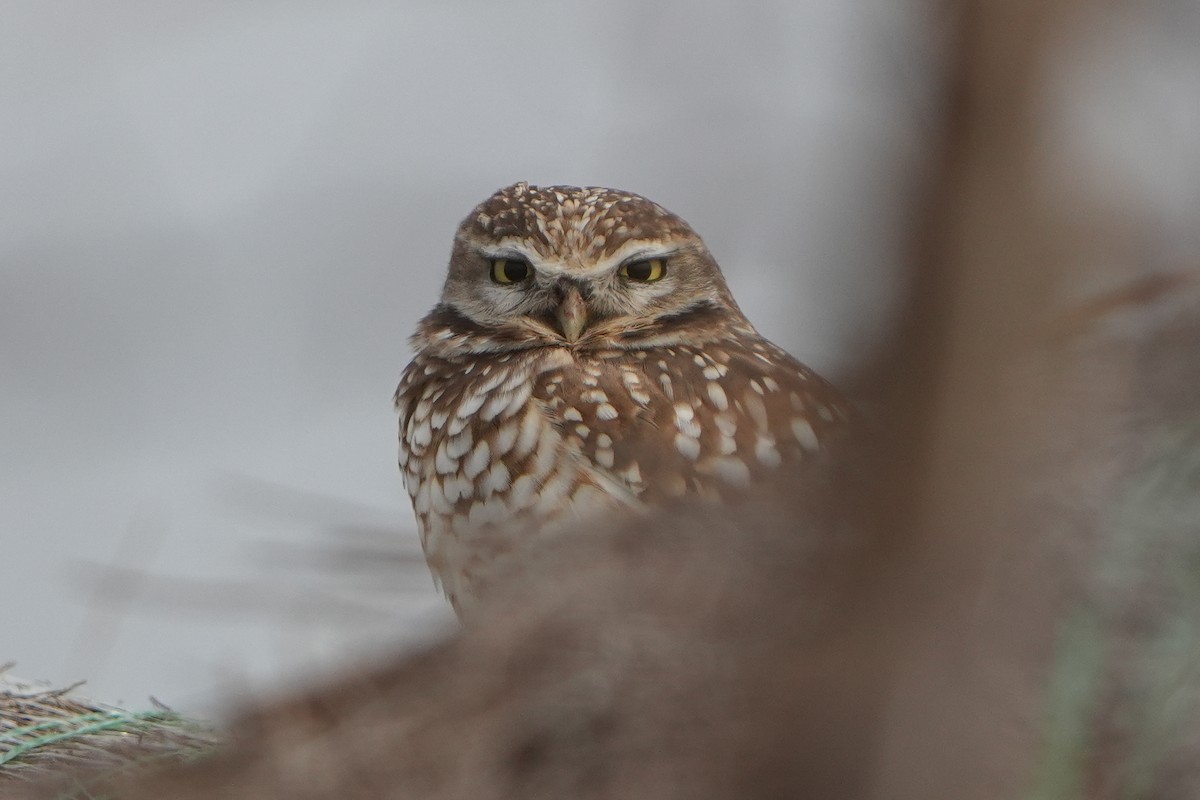 Yer Kukumavı - ML646427348