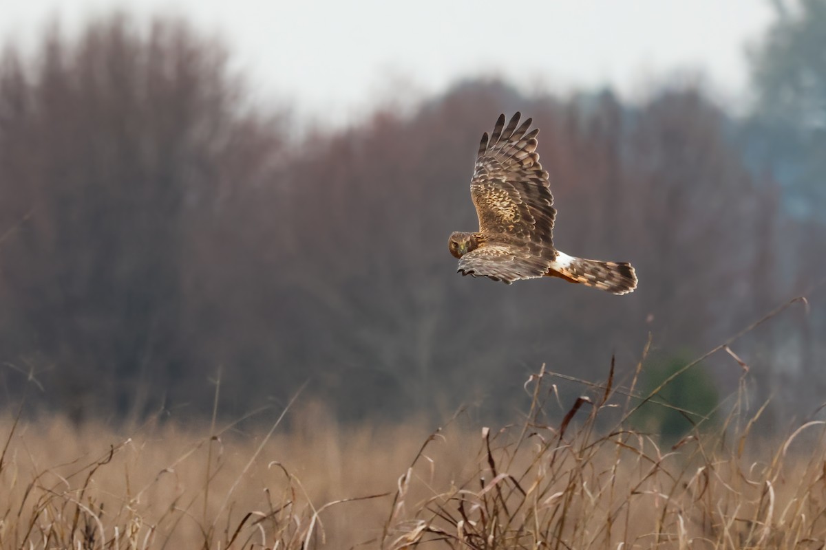 Northern Harrier - ML646427349