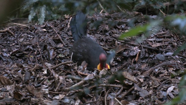 tabon brunátný - ML646427351