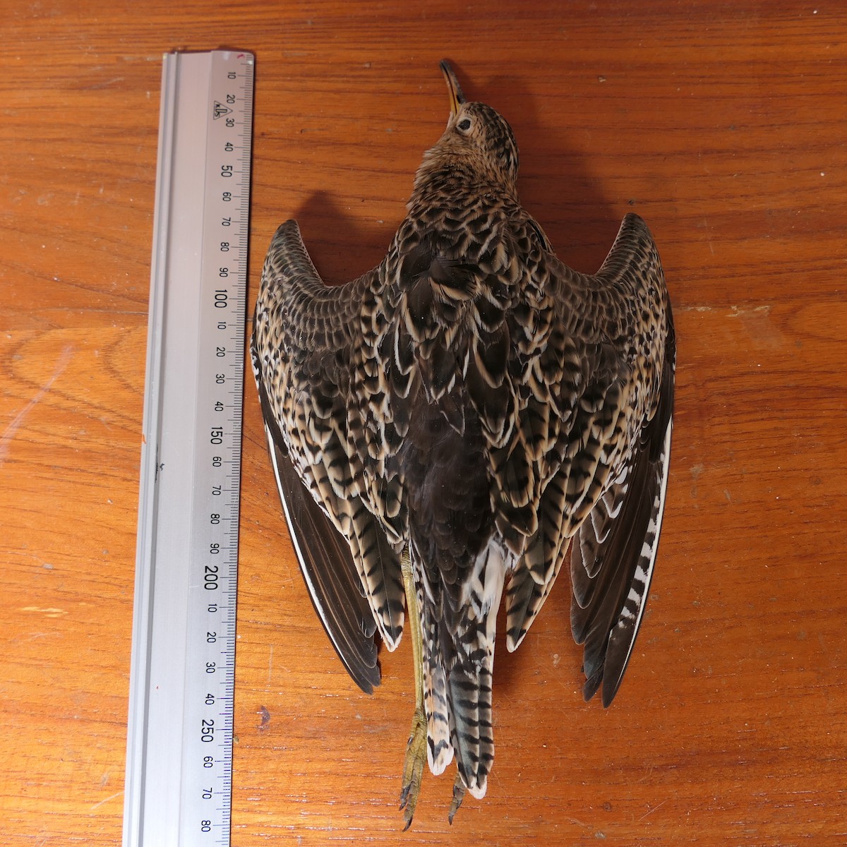 præriesnipe - ML646427352