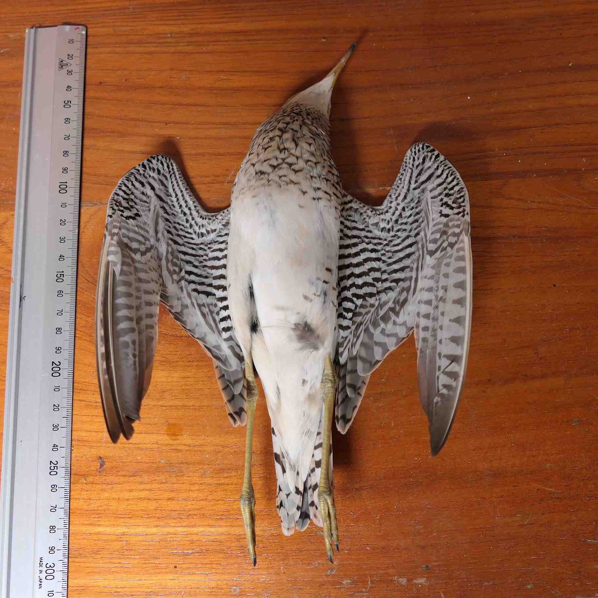 præriesnipe - ML646427353