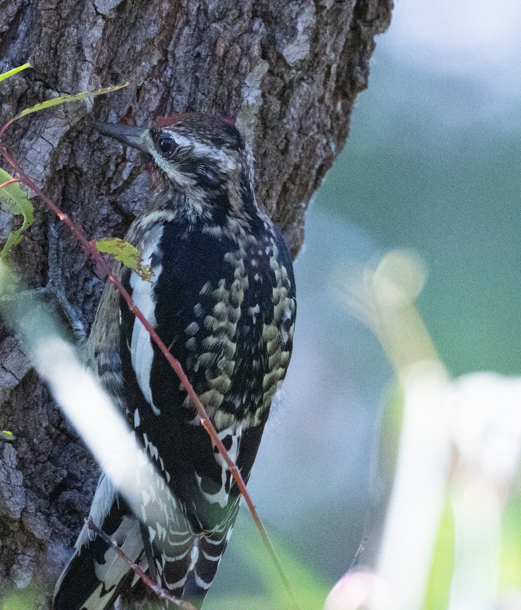 Yellow-bellied Sapsucker - ML646427354