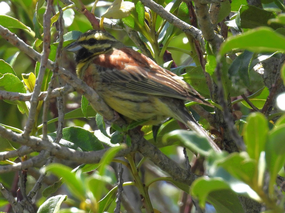 Cirl Bunting - ML646427355