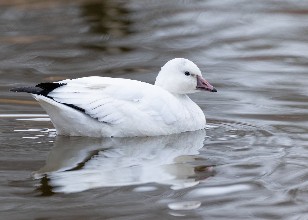 Zwergschneegans - ML646427357