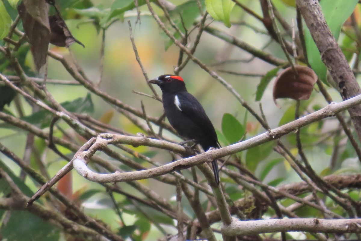 Scarlet-browed Tanager - ML646427359