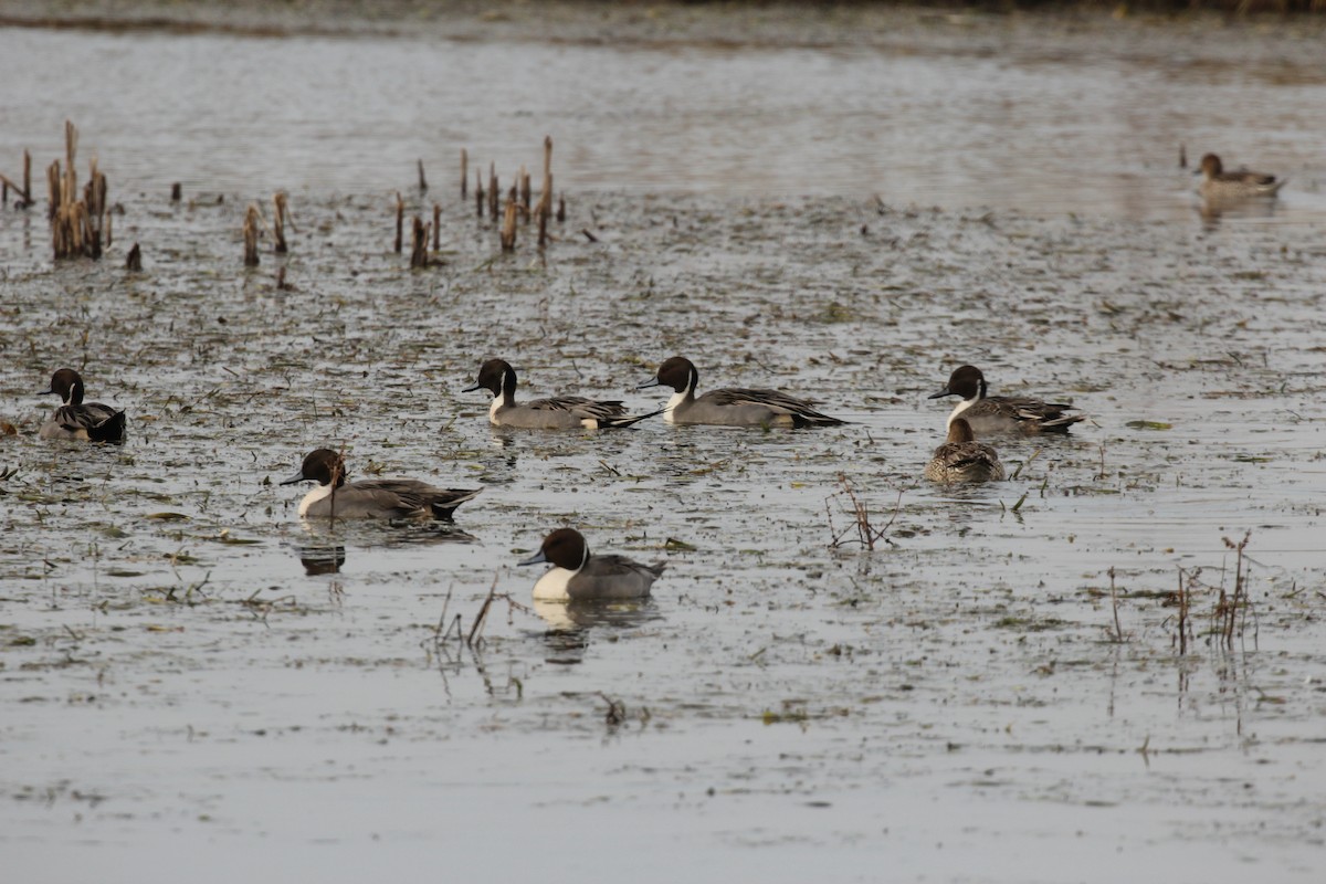 Northern Pintail - ML646427360