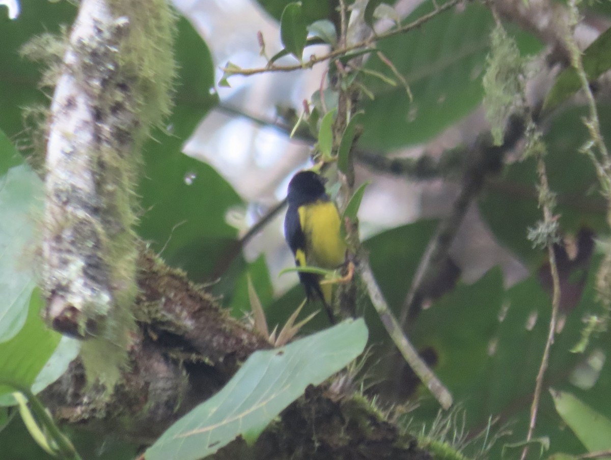 Yellow-bellied Siskin - ML646427362