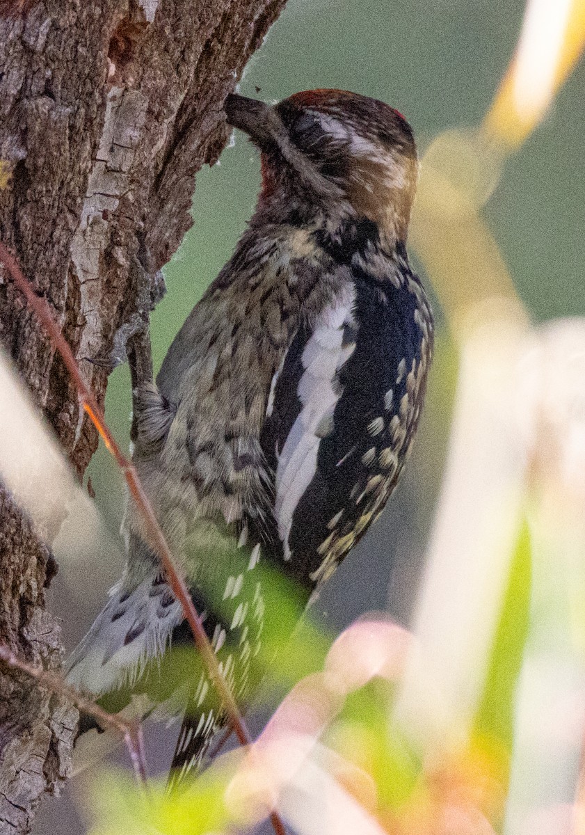 Yellow-bellied Sapsucker - ML646427364