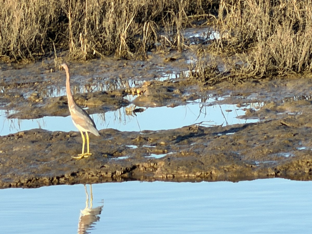 Tricolored Heron - ML646427368