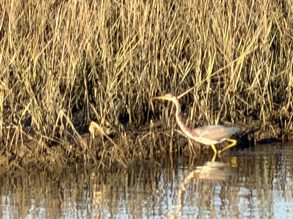 Tricolored Heron - ML646427369
