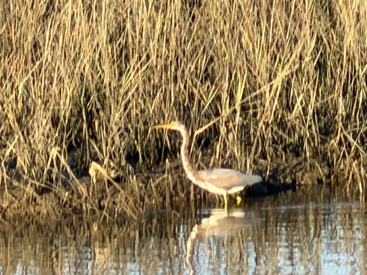Tricolored Heron - ML646427370