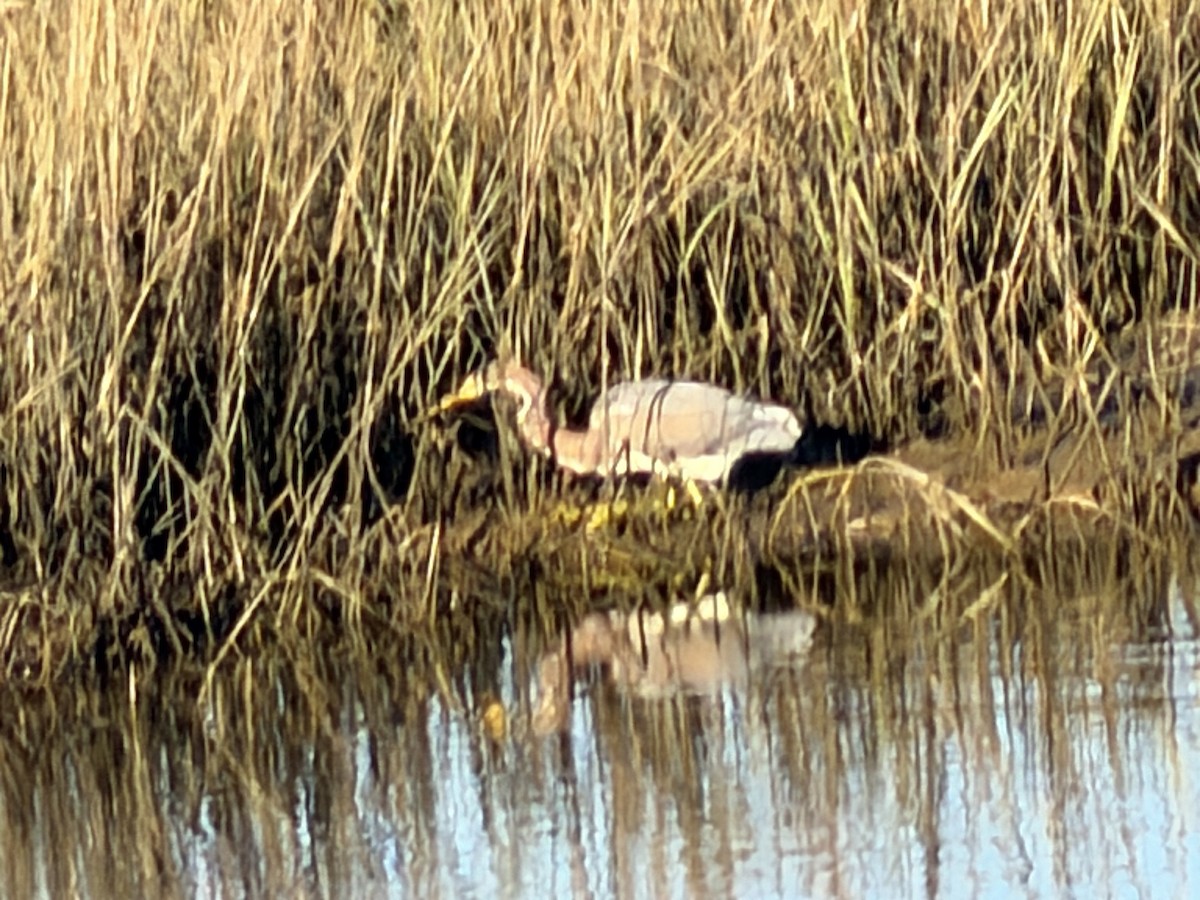 Tricolored Heron - ML646427371
