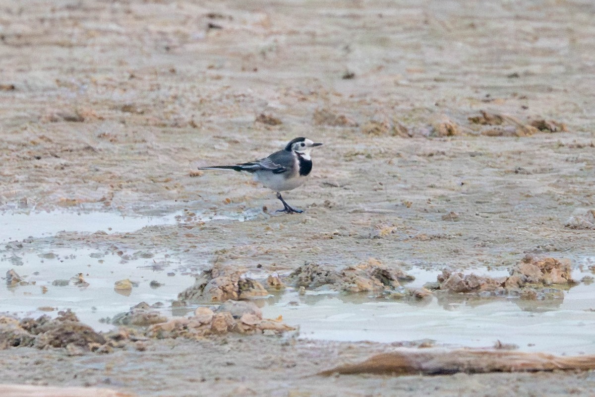 Хөх цэгцгий - ML646427373