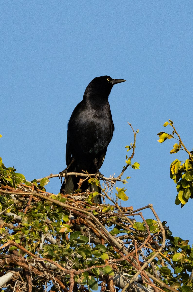 Great-tailed Grackle - ML646427378