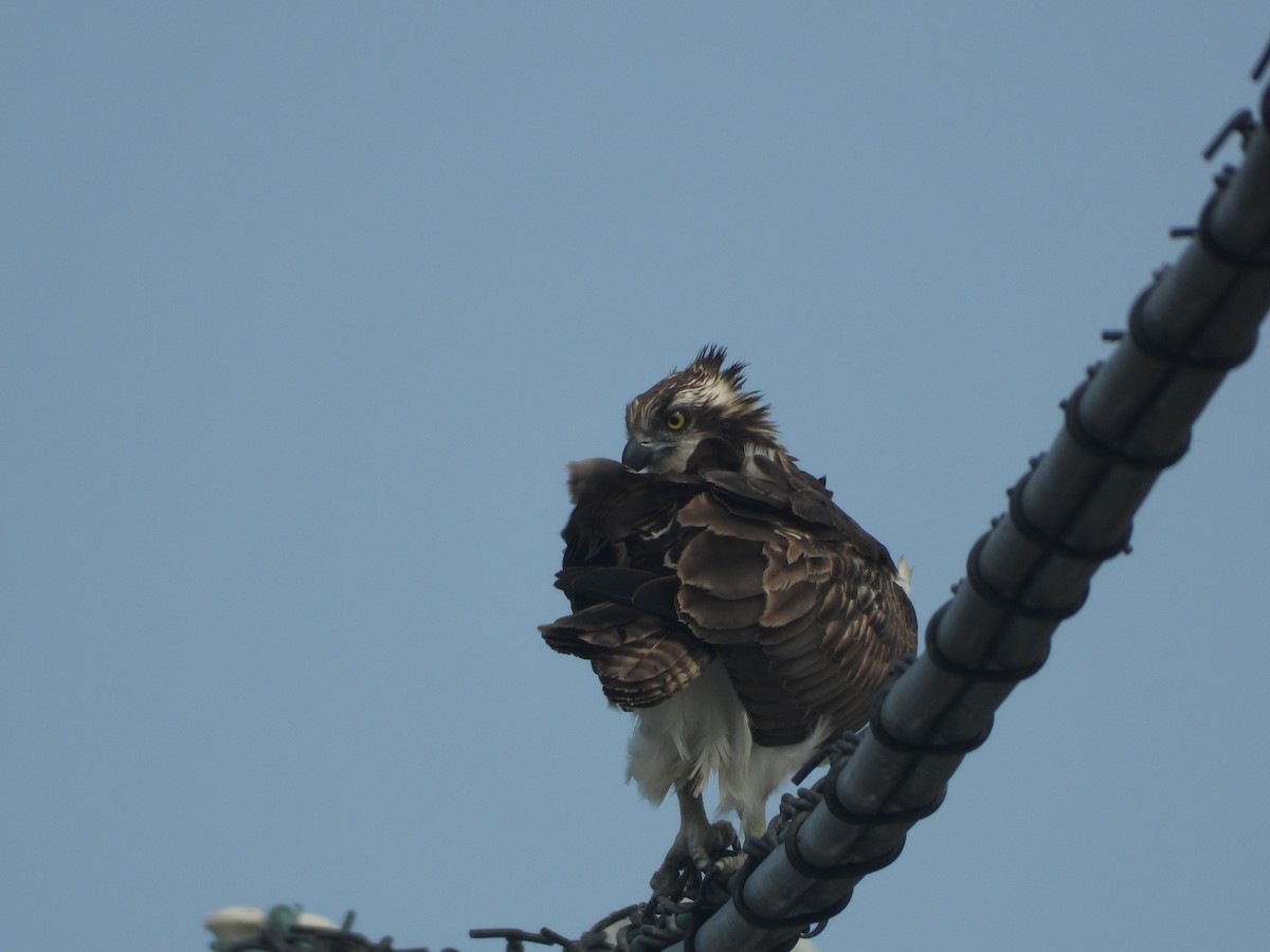 Osprey - ML646427379