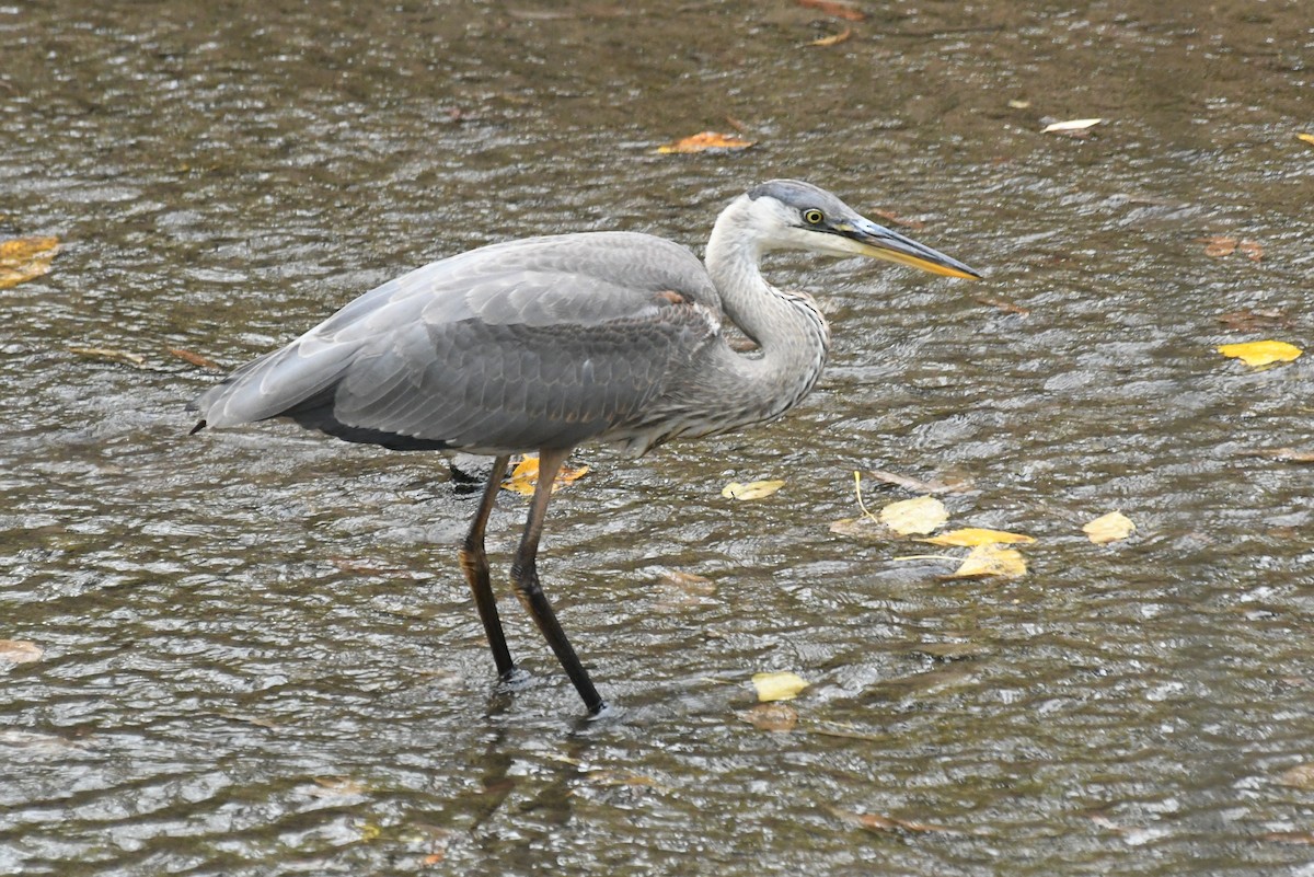 Great Blue Heron - ML646427383