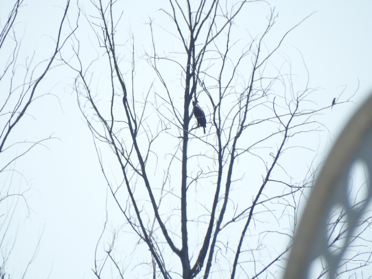 Changeable Hawk-Eagle - ML646427384