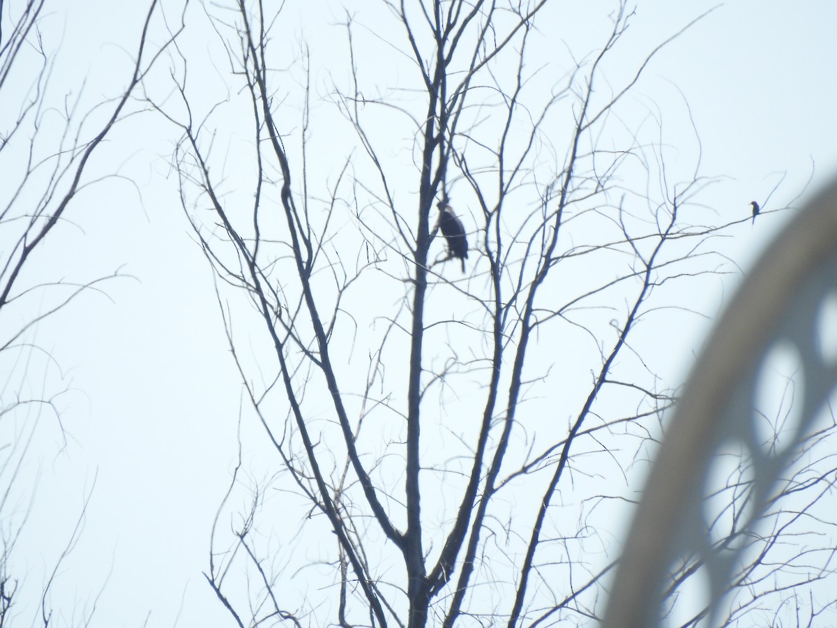 Changeable Hawk-Eagle - ML646427385